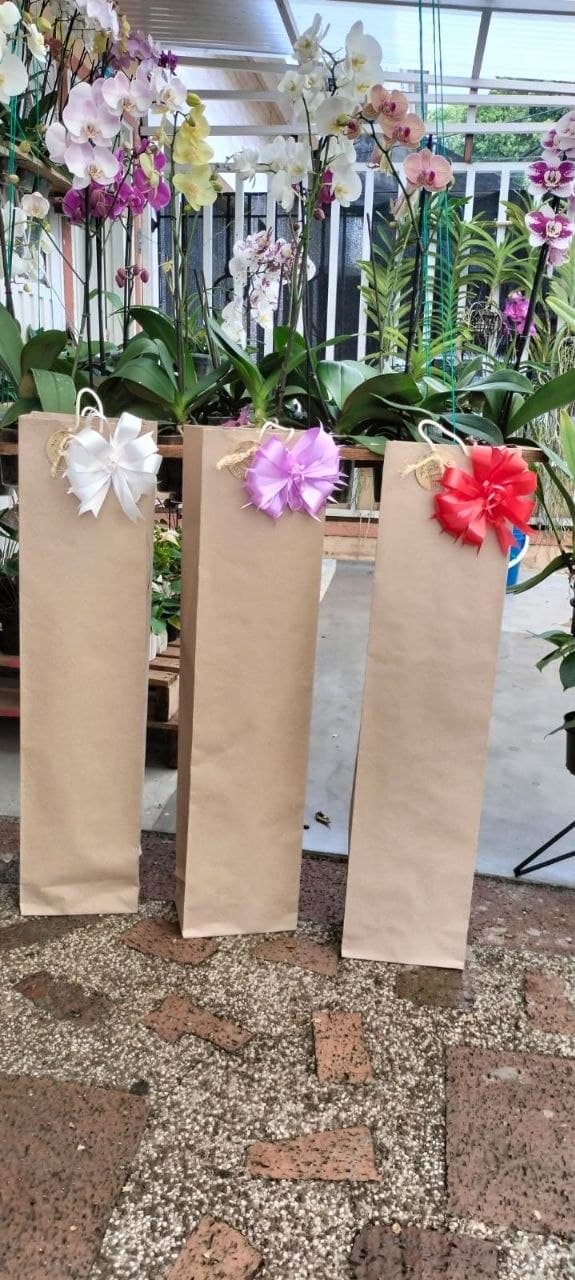 Bolsas de regalo con orquídeas listas para entrega en el vivero