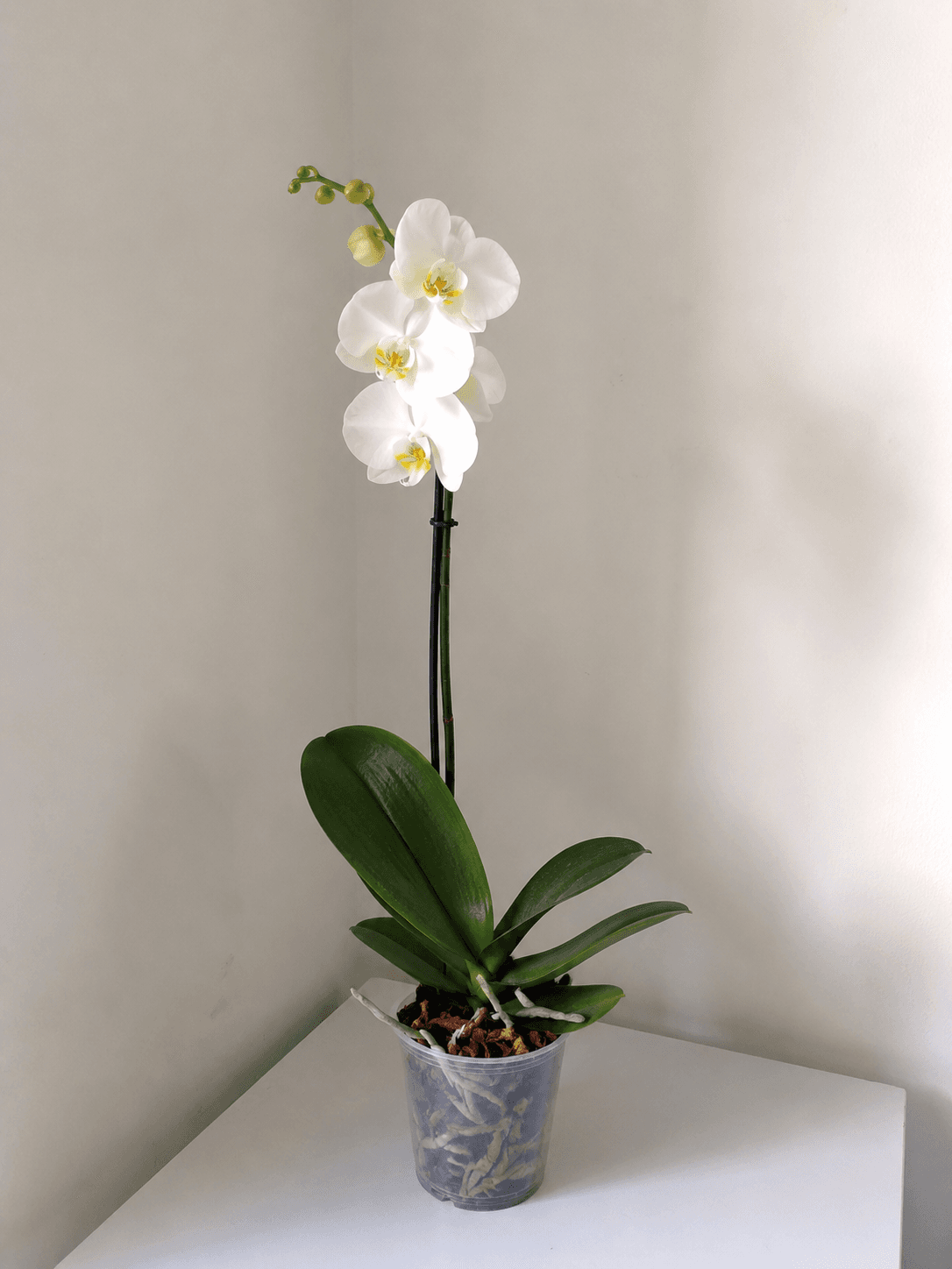 Phalaenopsis Blanca 1 Vara