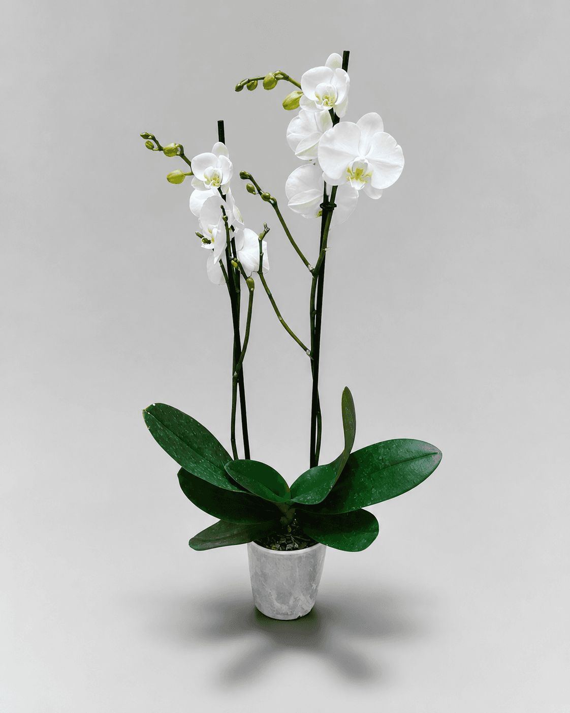 Phalaenopsis Blanca 2 Varas