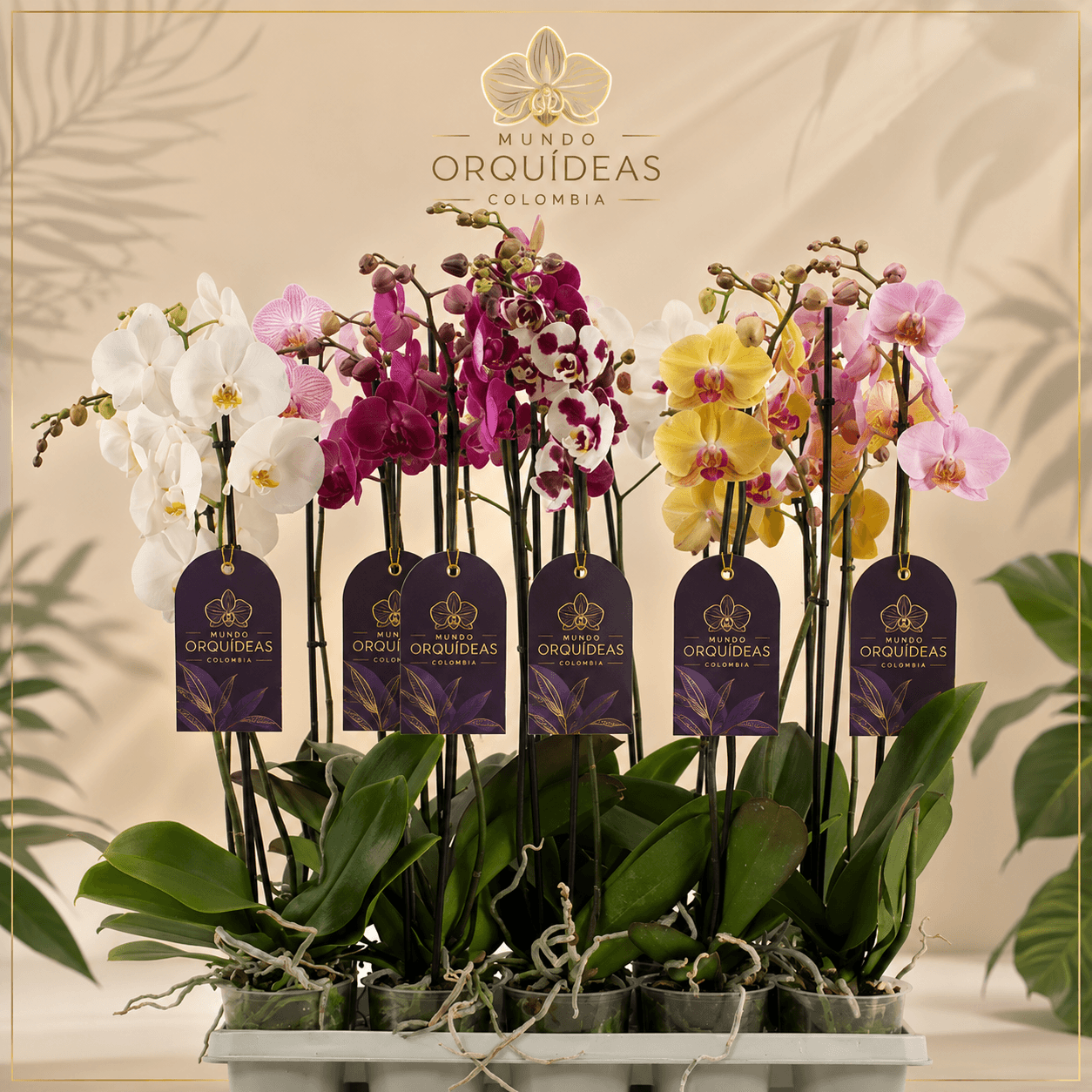Pack 10 Phalaenopsis Grandes de 2 Varas